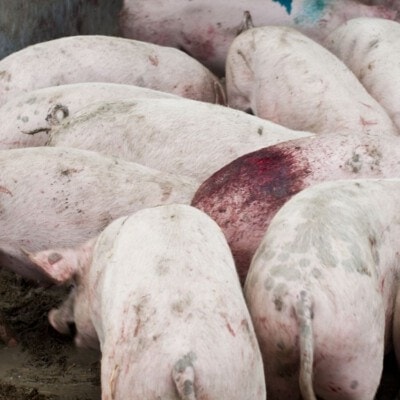 © BIO AUSTRIA/Wcek; Die ersten Schwänze sind schon blutig. Früherkennung ist das Um und Auf, um rasch Gegenmaßnahmen einzuleiten. © BIO AUSTRIA/Wlcek