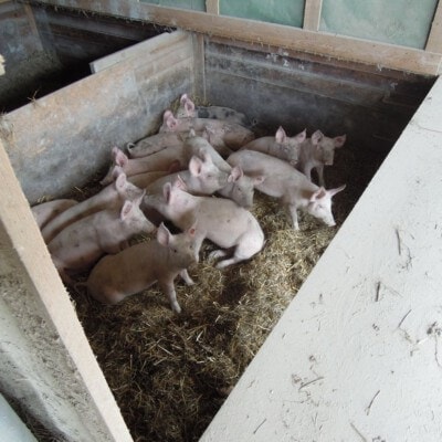 © BIO AUSTRIA/Wcek; Ein Teil der Liegekiste wurde provisorisch abgetrennt. Wenn keine Krankenbuchten vorhanden sind, müssen Beißer hier separiert werden.