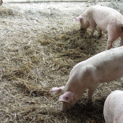 © BIO AUSTRIA/Wcek; Reichlich Raufutter auf die Bewegungsflächen lenkt aggressive Tiere ab.