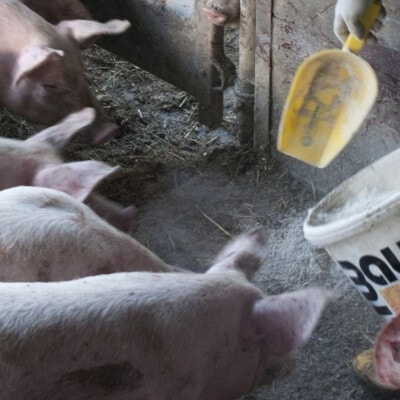 © BIO AUSTRIA/Wcek; Manchmal hilft es, hochwertige Bio-Eiweißfuttermittel wie Magermilchpulver oder Kartoffeleiweiß kurzfristig unverdünnt anzubieten.