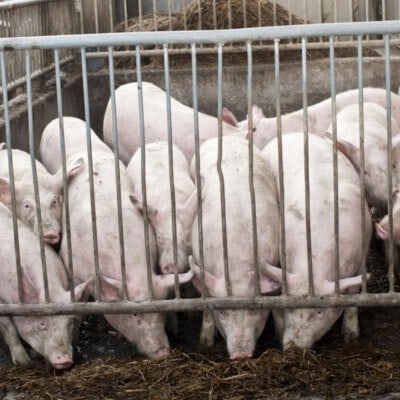 © BIO AUSTRIA/Wcek; Gute Silage ist ein beliebtes Raufutter und beschäftigt aufgeregte Mastschweine über einen längeren Zeitraum. Bei häufigem Auftreten von Schwanzbeißen sollte zusätzliches Beschäftigungsmaterial eingesetzt werden.