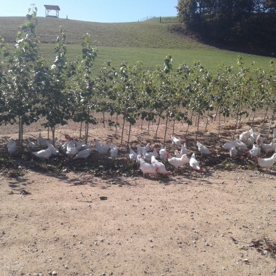 © Eiermacher GmbH Hühner Grünauslauf