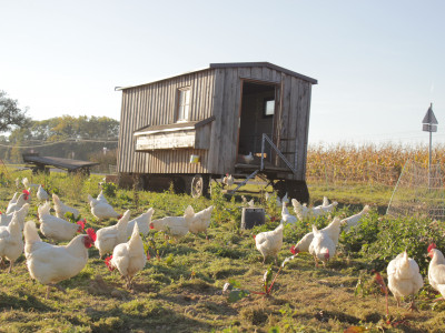 Mobiler Hühnerstall