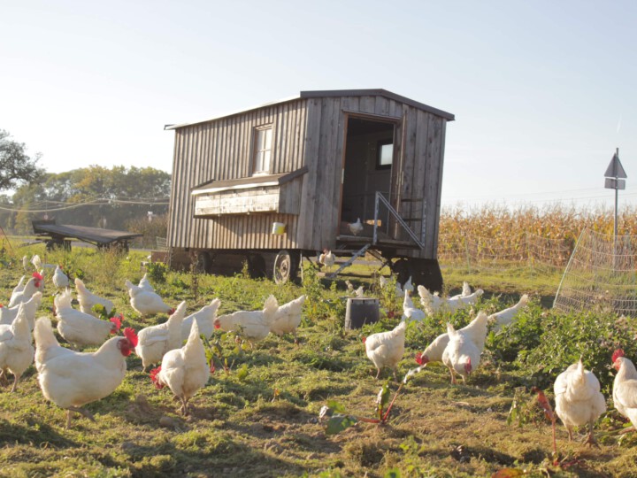 Mobiler Hühnerstall