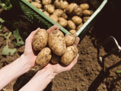 Kartoffeln in Händen gehalten