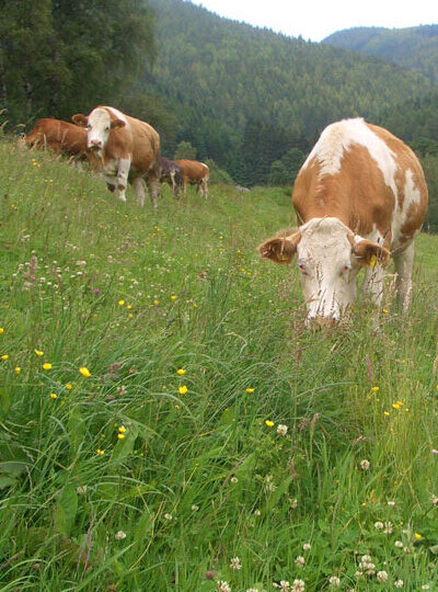 Kühe grasen auf Weide