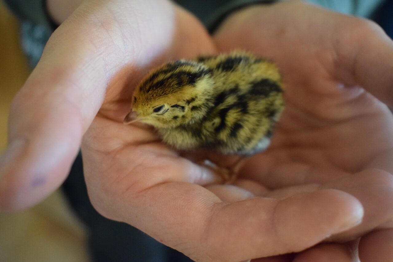 Küken - Tagesmutter