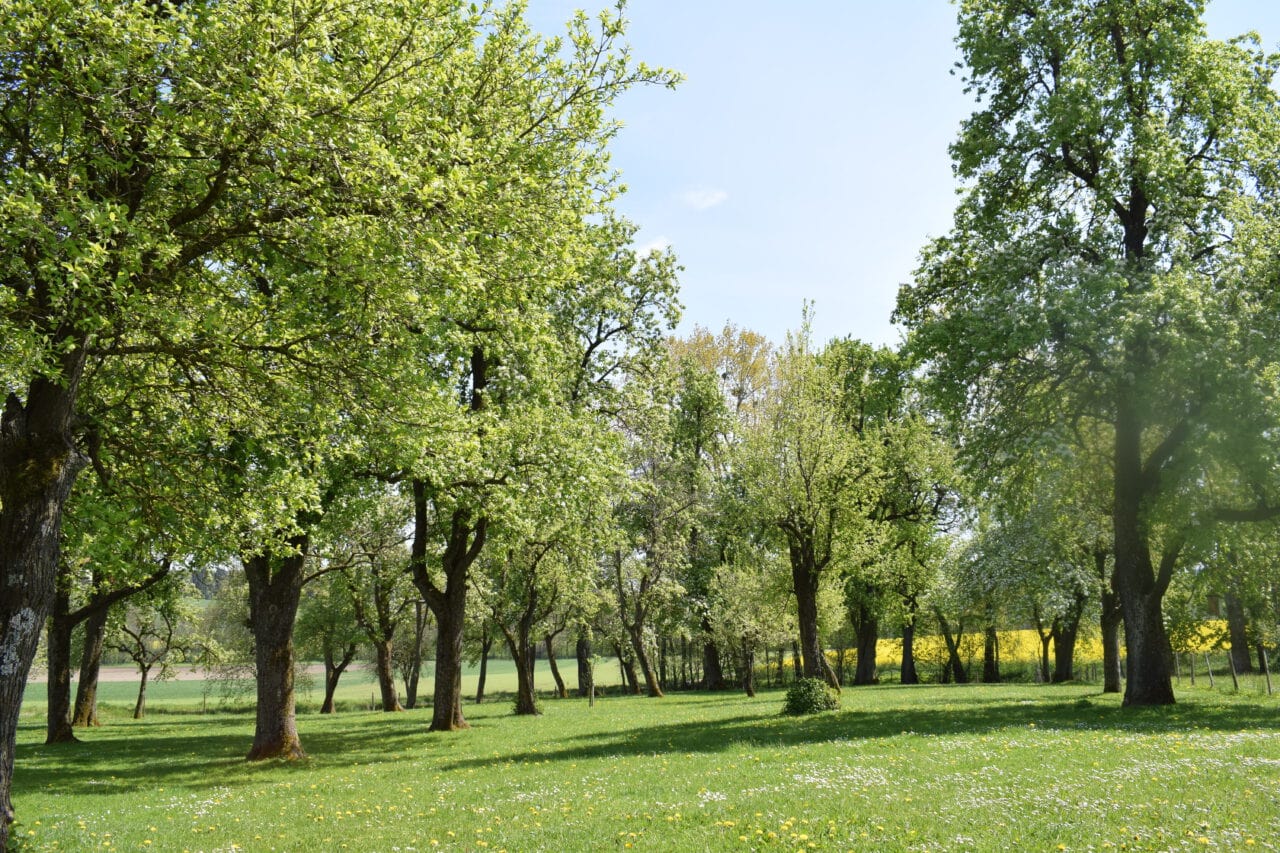Streuobst - Tagesmutter