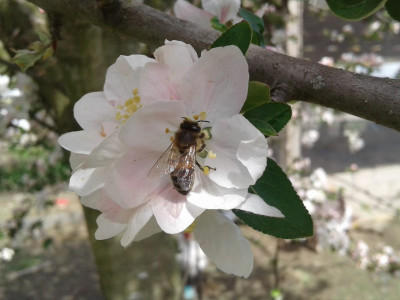 Obstblüte mit Biene