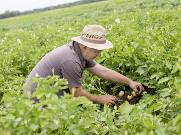 Bauer sichtet Kartoffelfeld