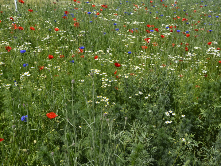 Wiese mit hoher Biodiversität und Wiesenblumen