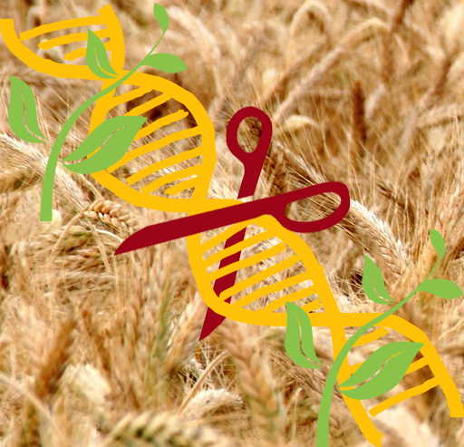 DNA Schere Pflanzen
