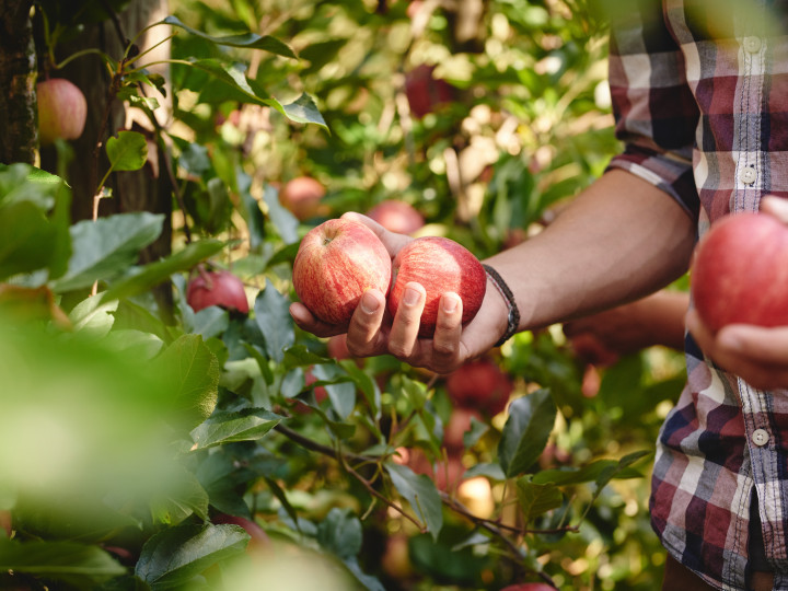 Bio-Äpfel werden geerntet