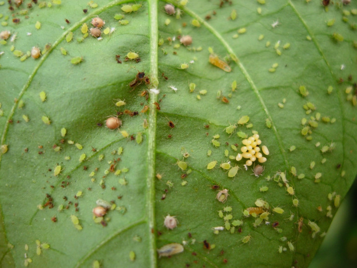 Schädlinge auf Fruchtgemuese