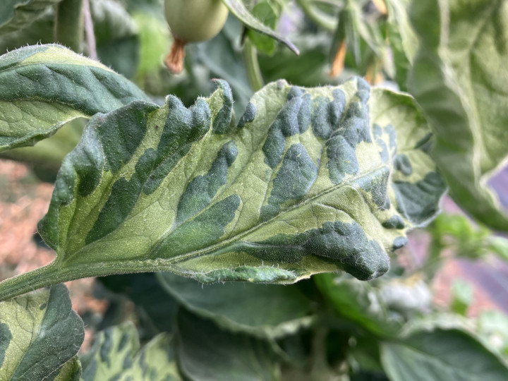 Krankheiten auf Gemuese Viren und Bakterien