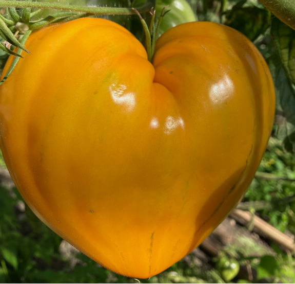 gelbe, herzförmige Paradeiser