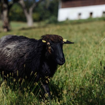 © Slow Food Österreich/ Butter & Salt Schaf auf Weide