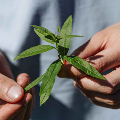 © Slow Food Österreich/ Butter & Salt Bio-Kräuter in Hand