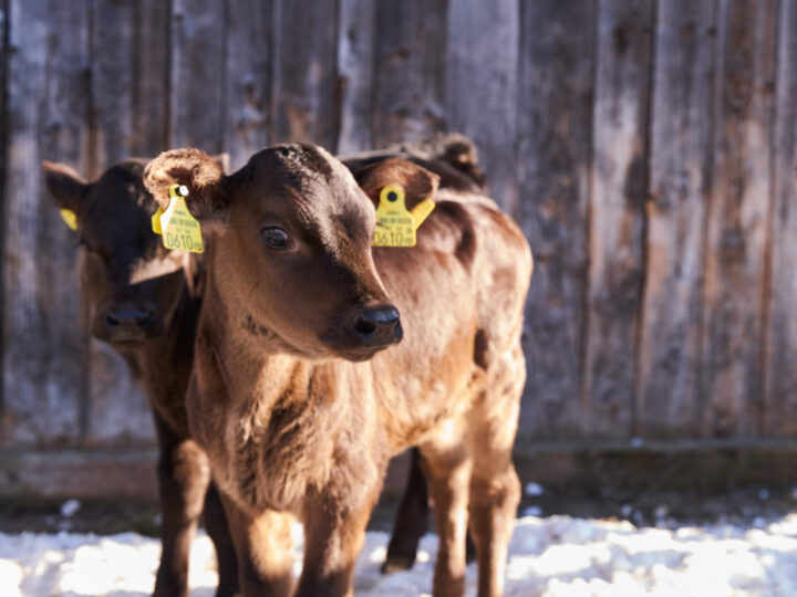 Kälber im Schnee