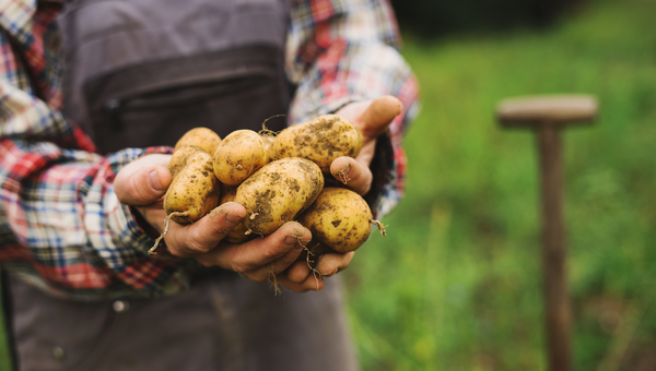 Kartoffel in Händen gehalten
