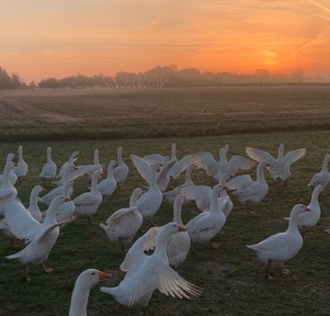 Gänse Sonnenuntergang