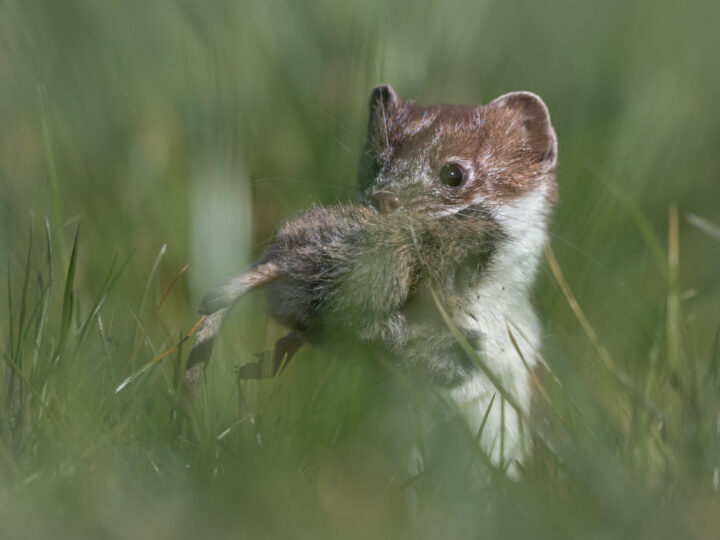 Wiesel fängt Maus auf Feld