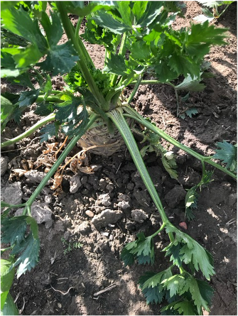 Sellerie mit grün in Erde