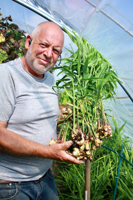 Alfred Grand erntet Ingwer