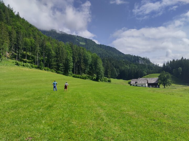 Wiese mit Wald im Hintergrund