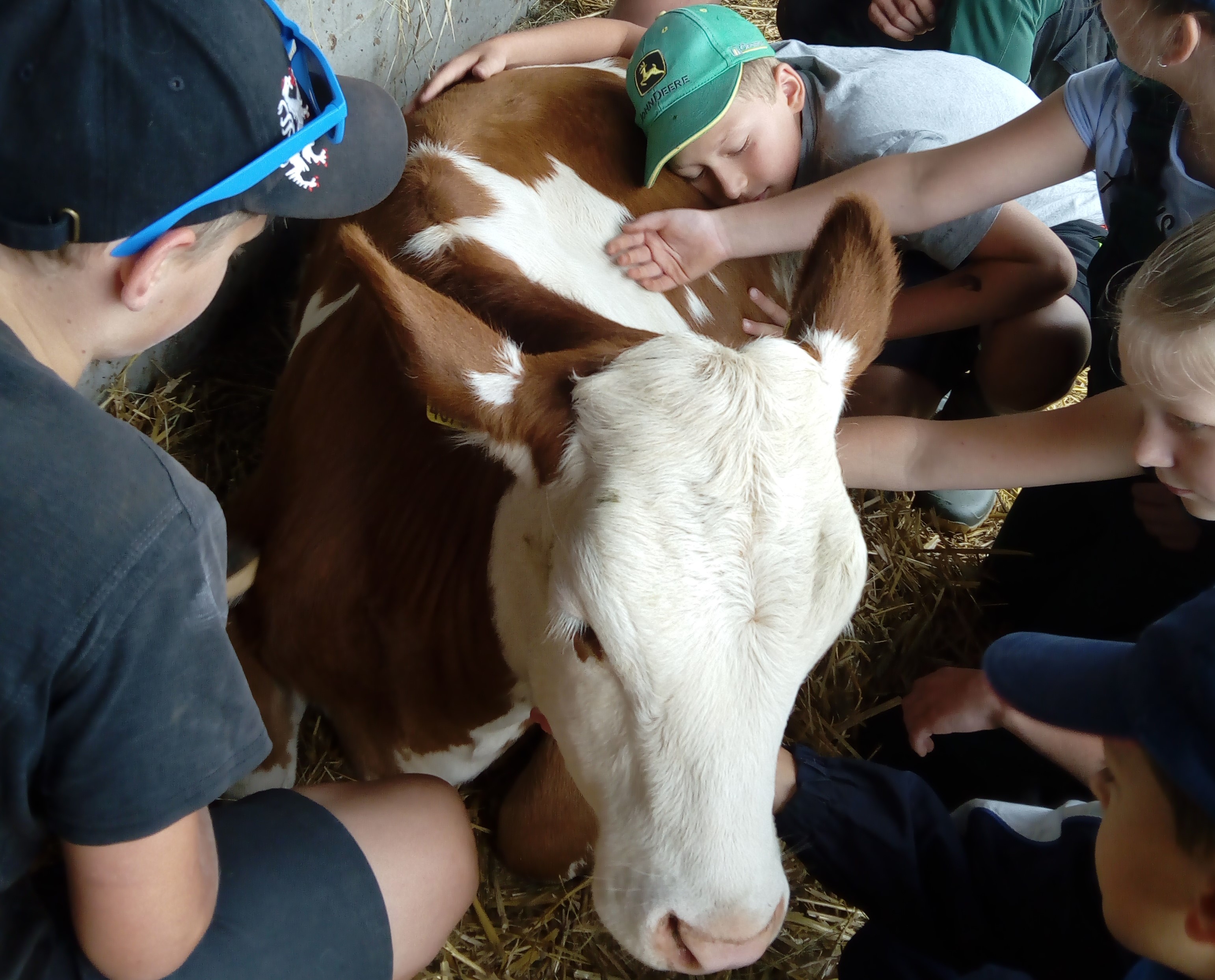 Kind mit Kuh am Schaubauernhof