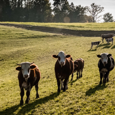 © Anneliese Steinmayr