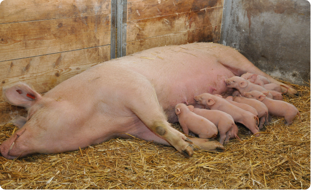 Ferkel saugen an Sau