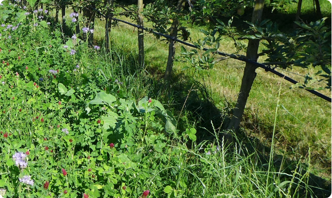 Biodiv. Wiese unter Weinreben
