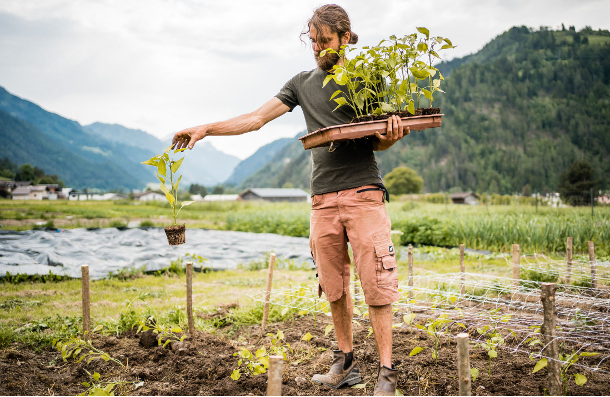 Mann mit Jungpflazen auf Feld