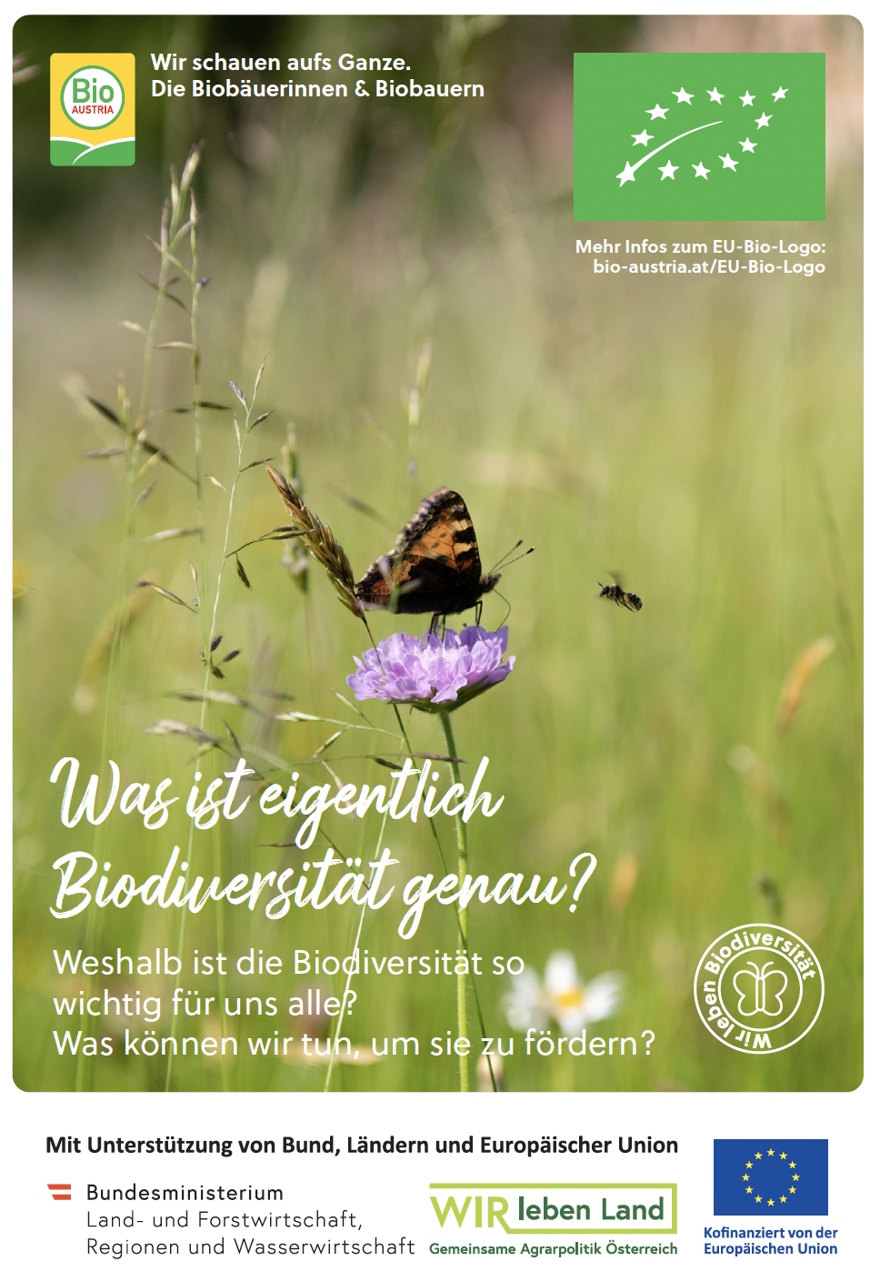 Schmetterling udn Biene auf dem Cover eines Flyers