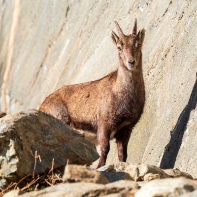 © Gablonzer Hütte, G. Niehusen