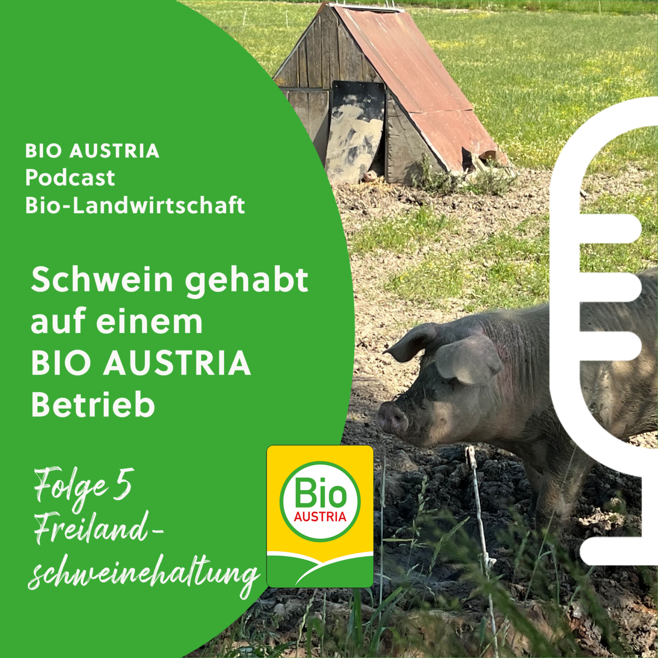 Freilandschweinhaltung