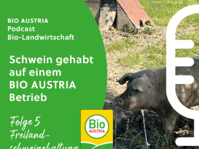 Freilandschweinhaltung