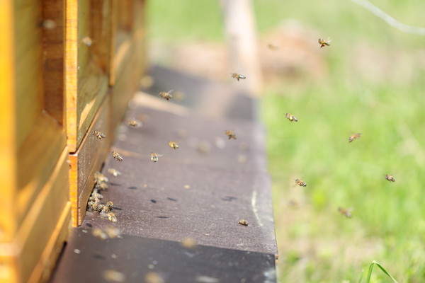 Bienen vor Bienenstock