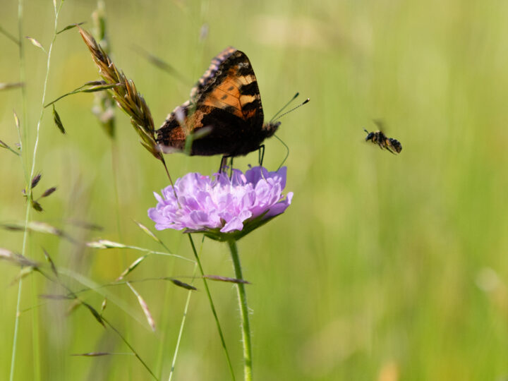 Schmetterling auf Blüte