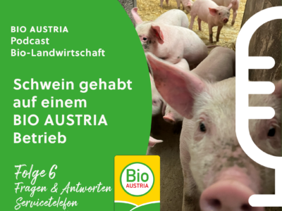 Podcast Schwein, Ferkel