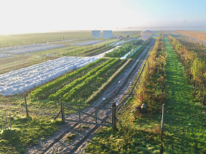 Felder Marktgärtnerei