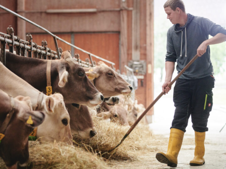 Bauer im Rinderstall