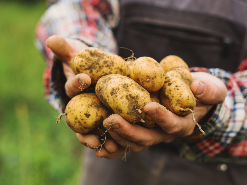 Bio-Kartoffel in Hände