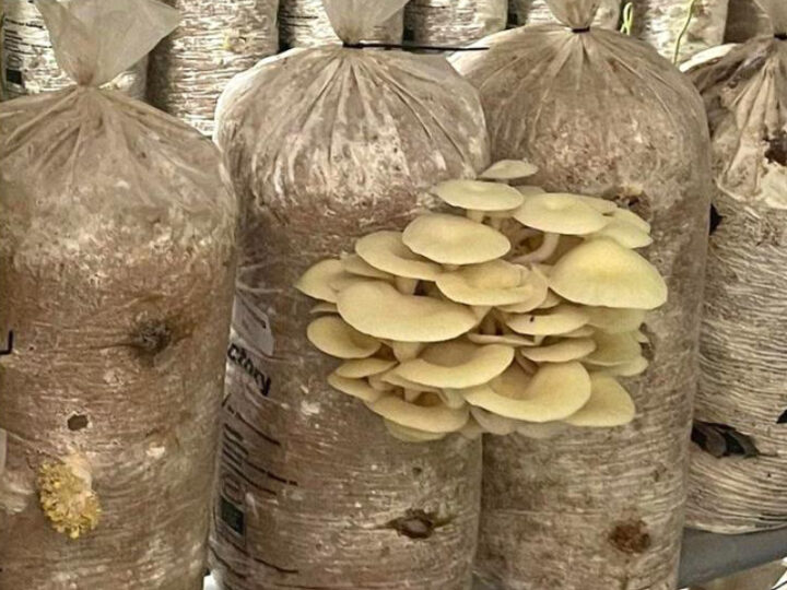 Pilze auf Substratsack