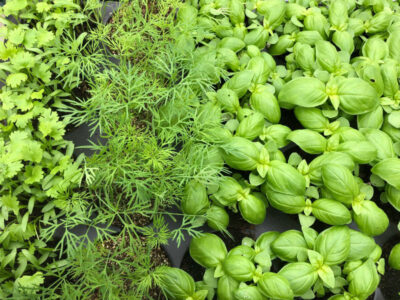 Kräuter Jungpflanzen