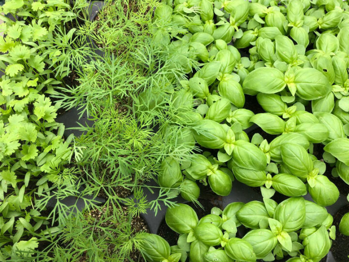 Kräuter Jungpflanzen