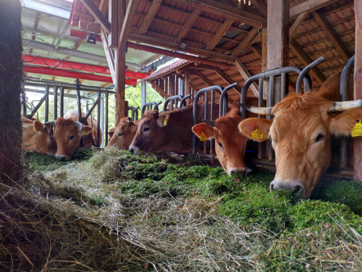 Rinder fressen Futter im Stall