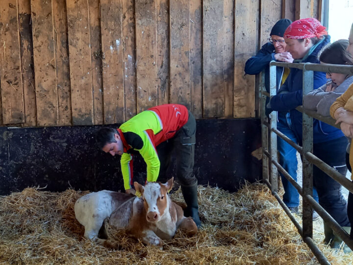 Mann mit Kalb im Stall
