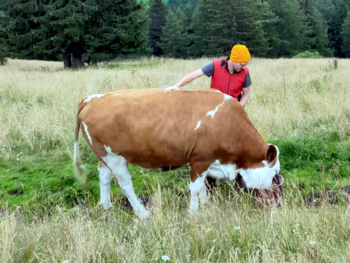 Kuh mit Bauer auf Weide